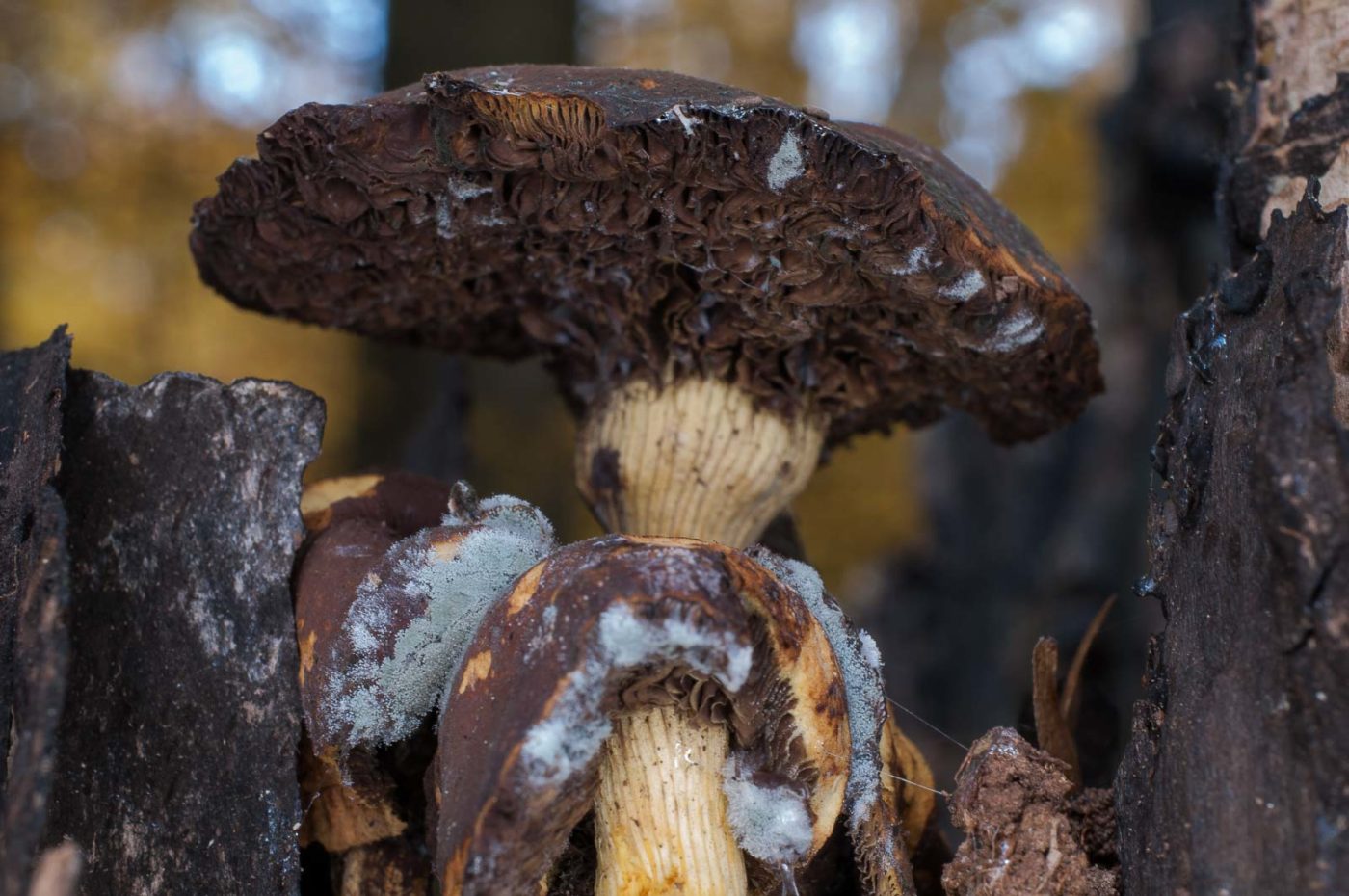 2018-11-09 - NSG Klöppersberg C-R