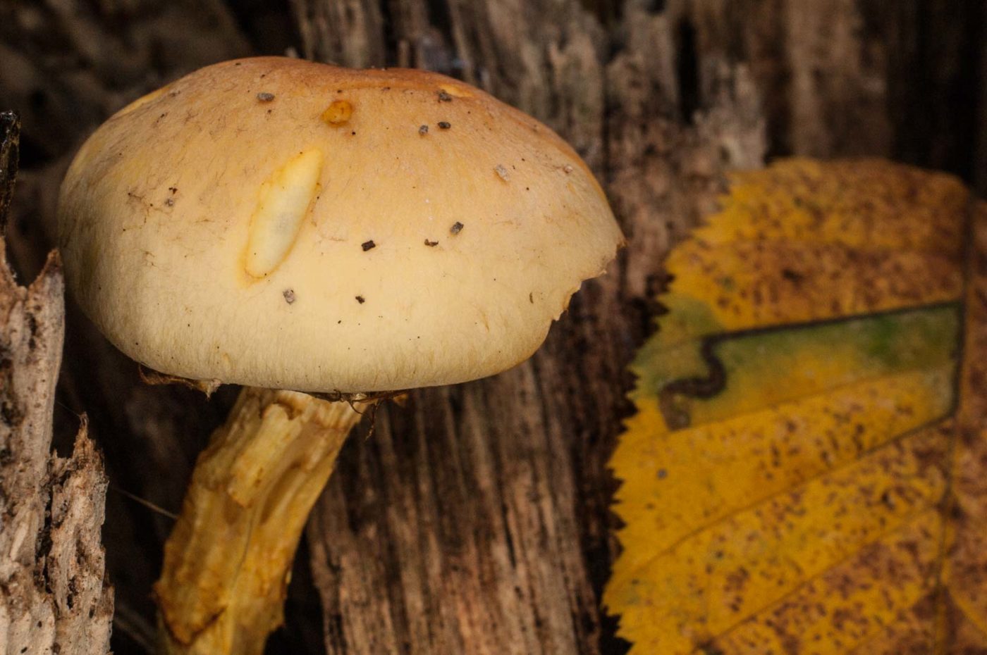 2018-11-09 - NSG Klöppersberg C-R