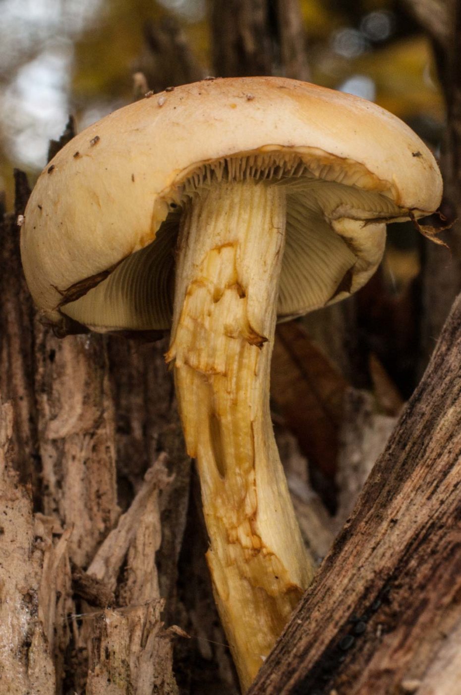 2018-11-09 - NSG Klöppersberg C-R