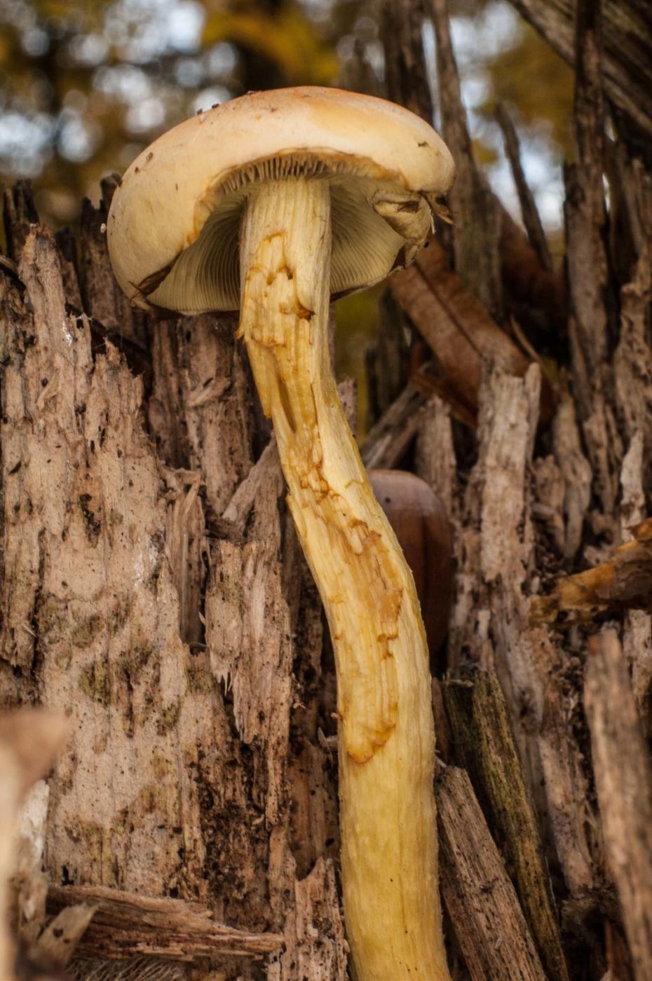 2018-11-09 - NSG Klöppersberg C-R