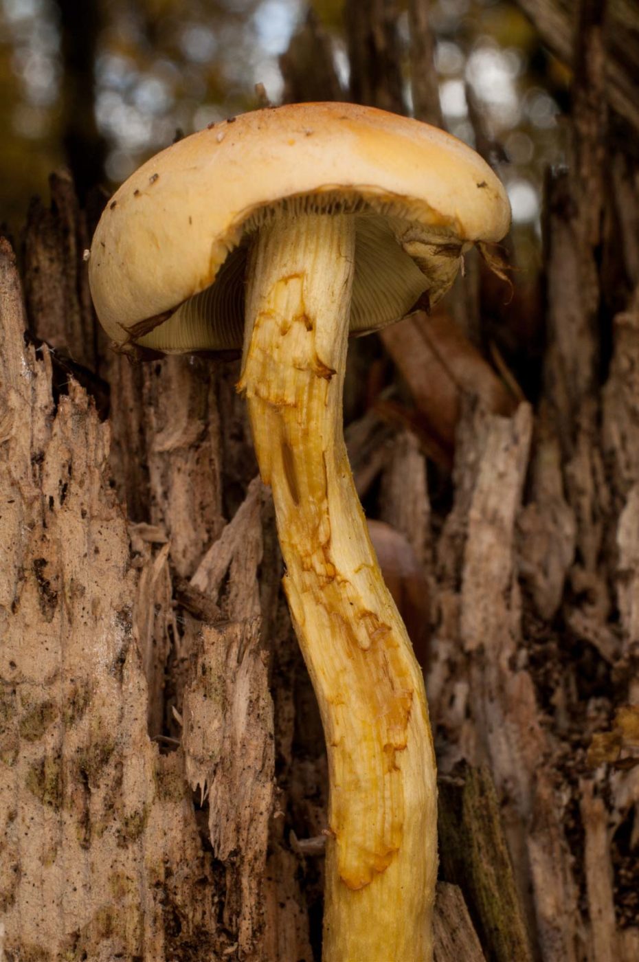 2018-11-09 - NSG Klöppersberg C-R