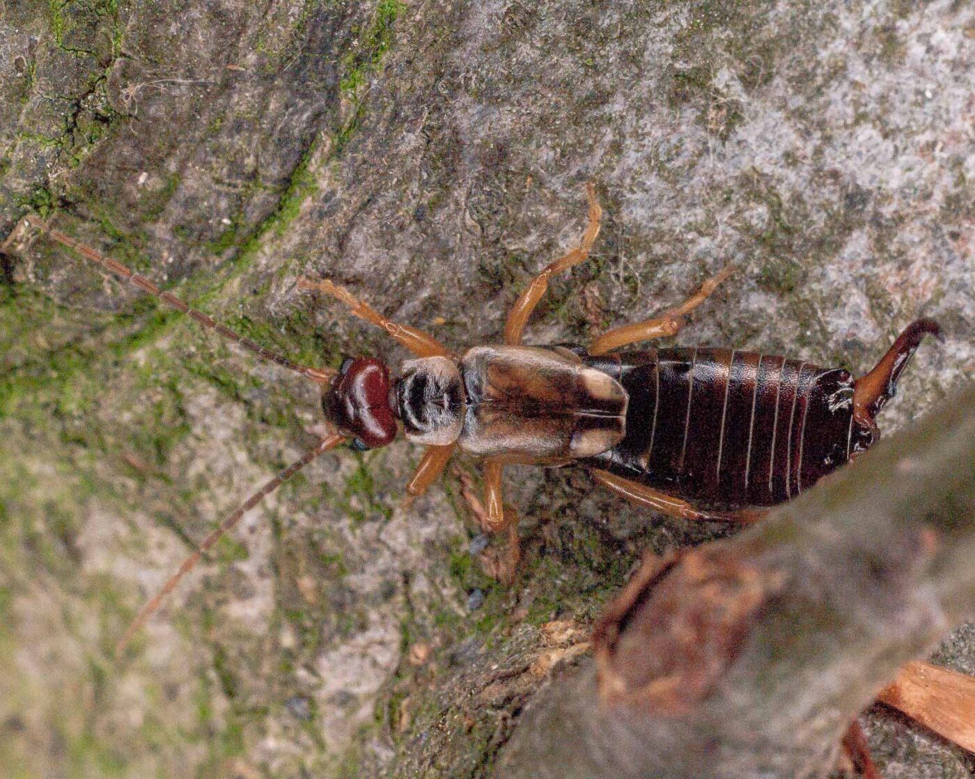 2017-07-31 - NSG Brandheide Recklinghausen