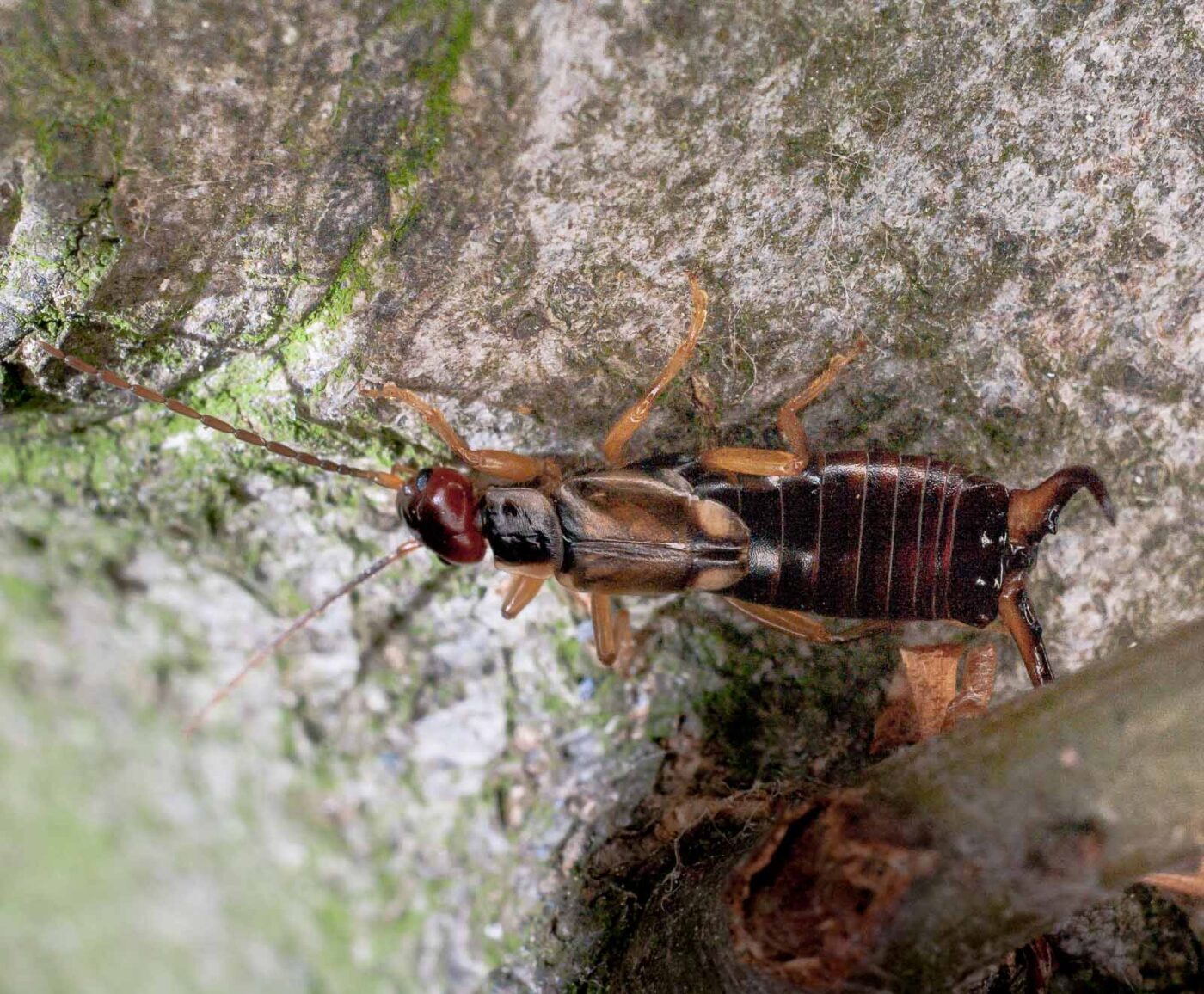 2017-07-31 - NSG Brandheide Recklinghausen