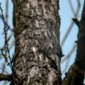 2019-02-03 - NSG Brandheide Recklinghausen