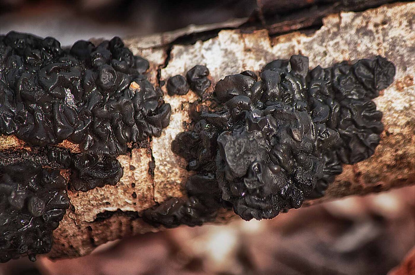 2019-02-04 - NSG Brandheide Recklinghausen