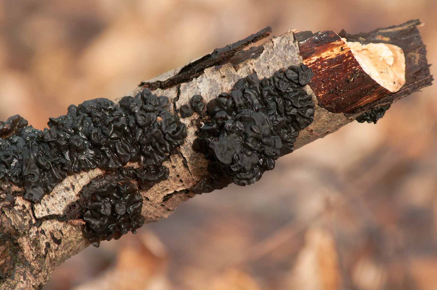 2019-02-04 - NSG Brandheide Recklinghausen