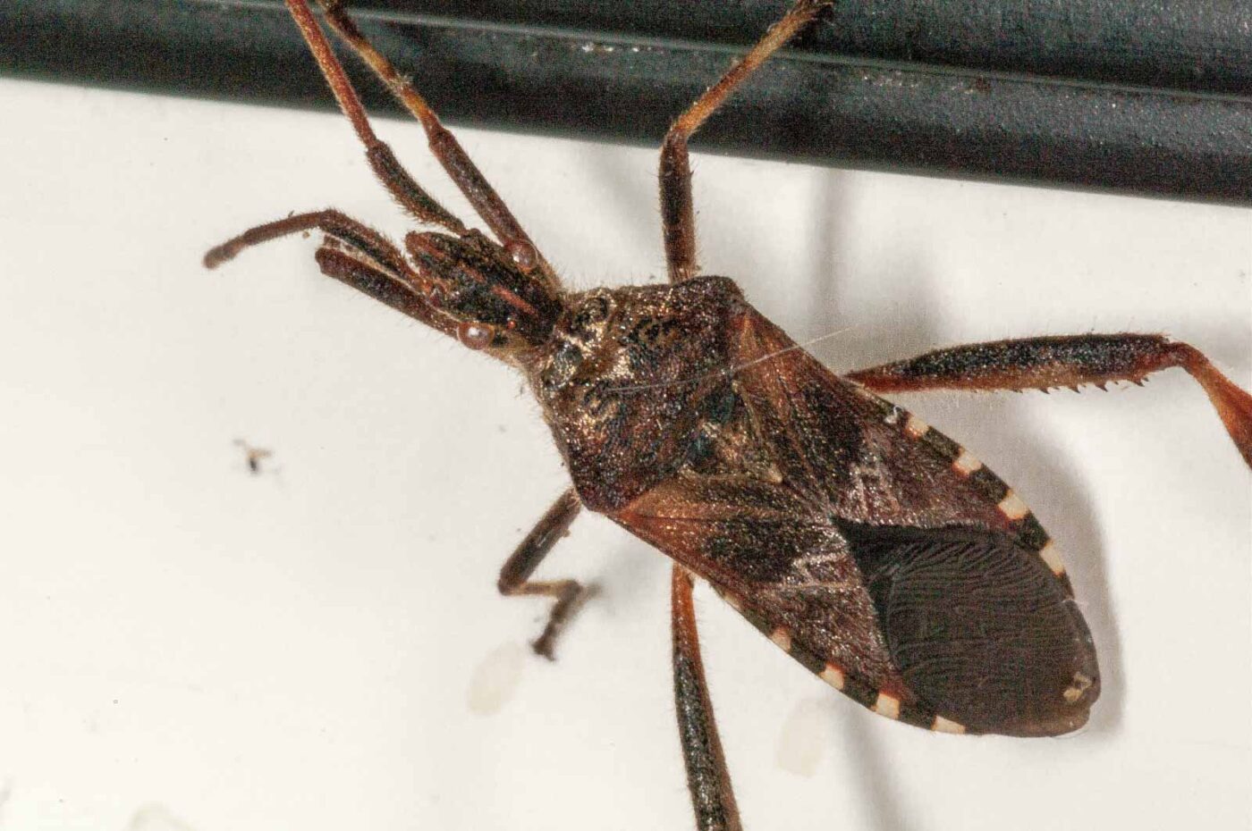 2019-02-19 - RE-Sidenzia auf'm BallKong