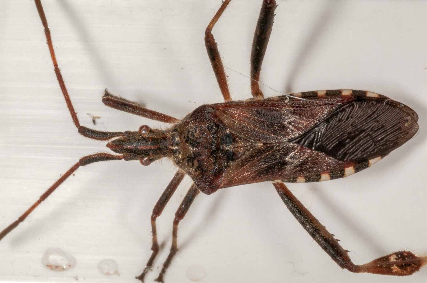 2019-02-19 - RE-Sidenzia auf'm BallKong