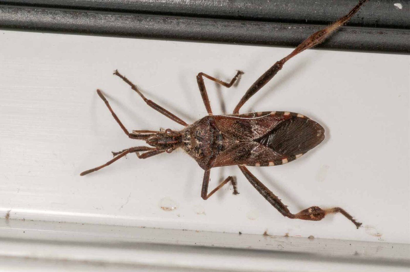 2019-02-19 - RE-Sidenzia auf'm BallKong