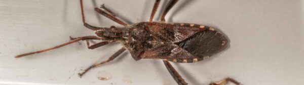 2019-02-19 - RE-Sidenzia auf'm BallKong