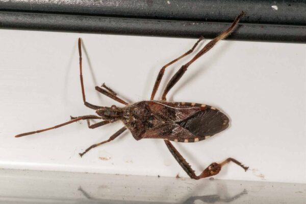 2019-02-19 - RE-Sidenzia auf'm BallKong