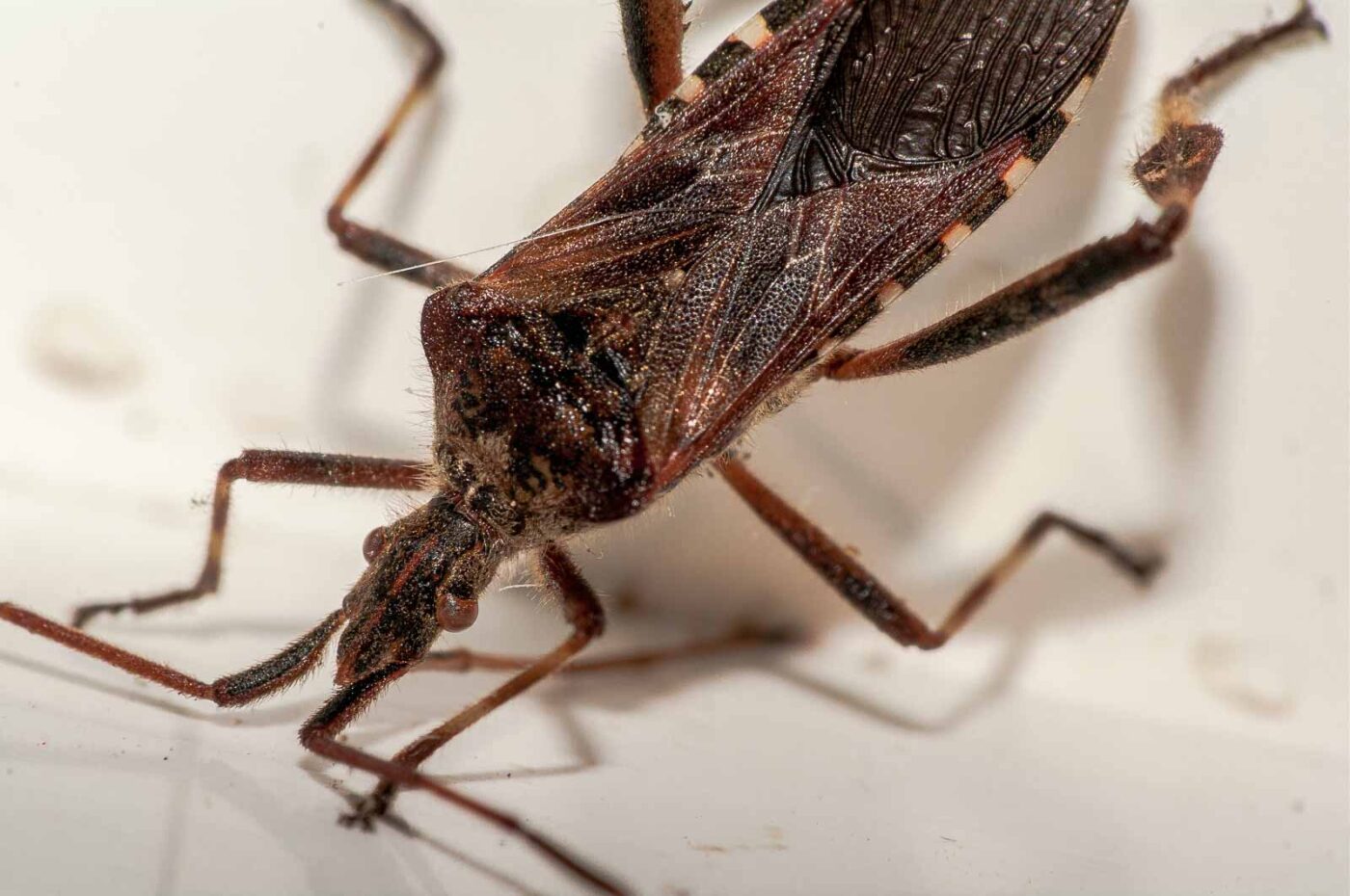 2019-02-19 - RE-Sidenzia auf'm BallKong