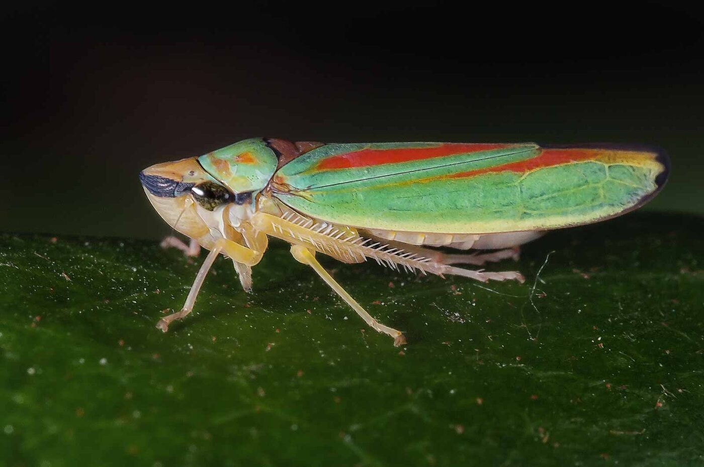 2018-08-28 - EmscherValleyWay Recklinghausen