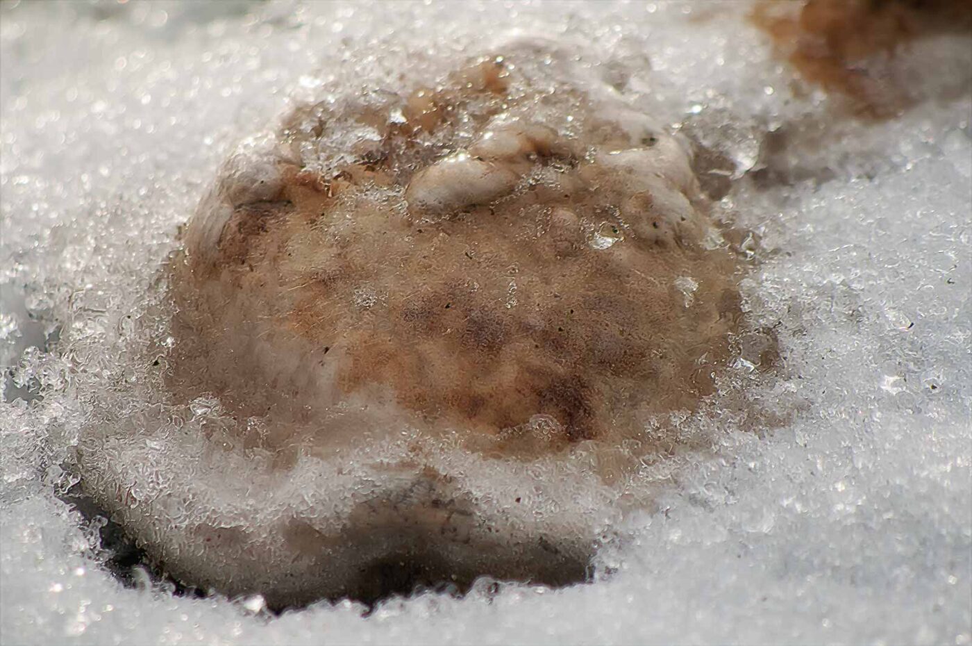 2019-02-04 - NSG Brandheide Recklinghausen