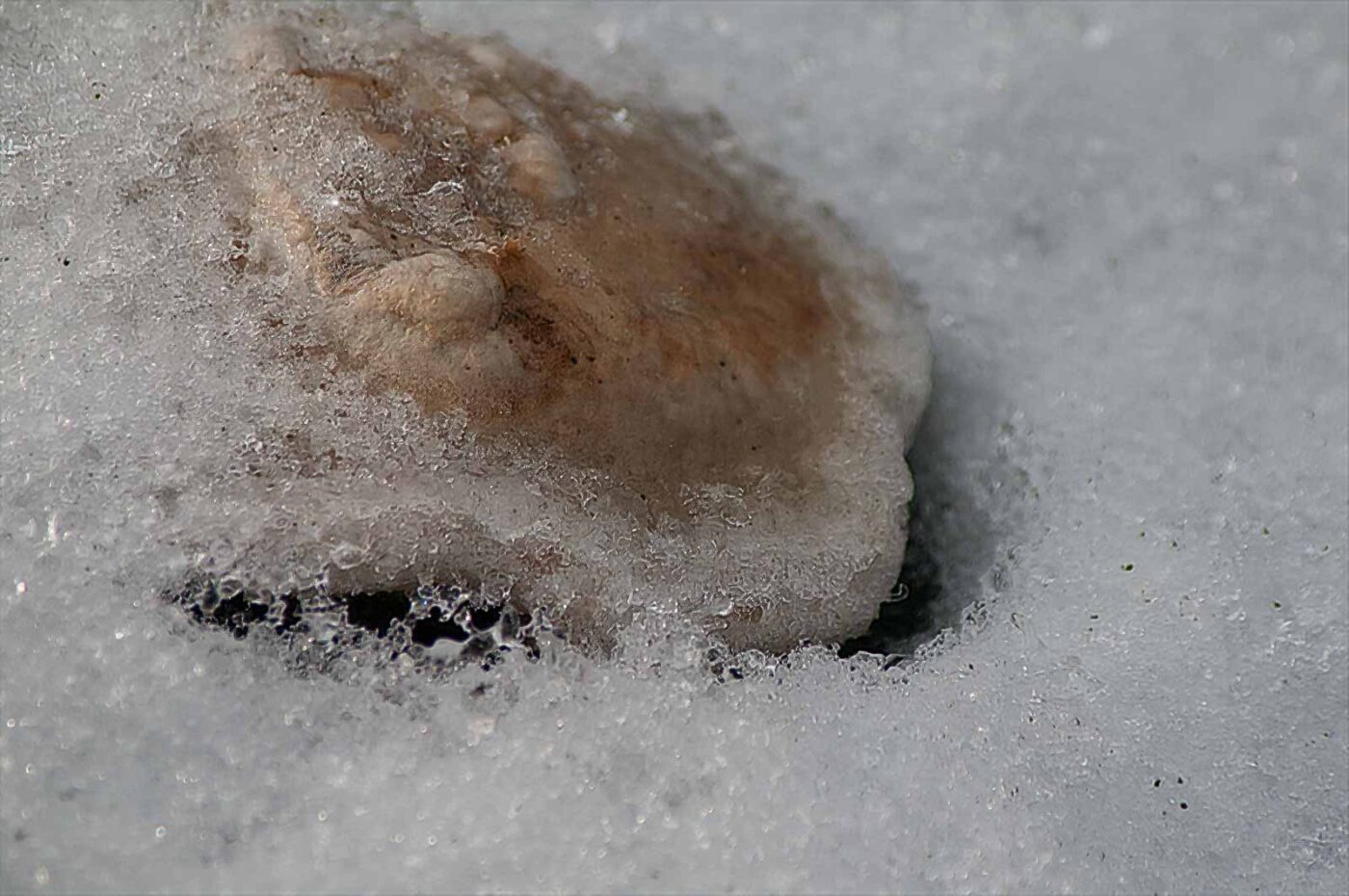 2019-02-04 - NSG Brandheide Recklinghausen