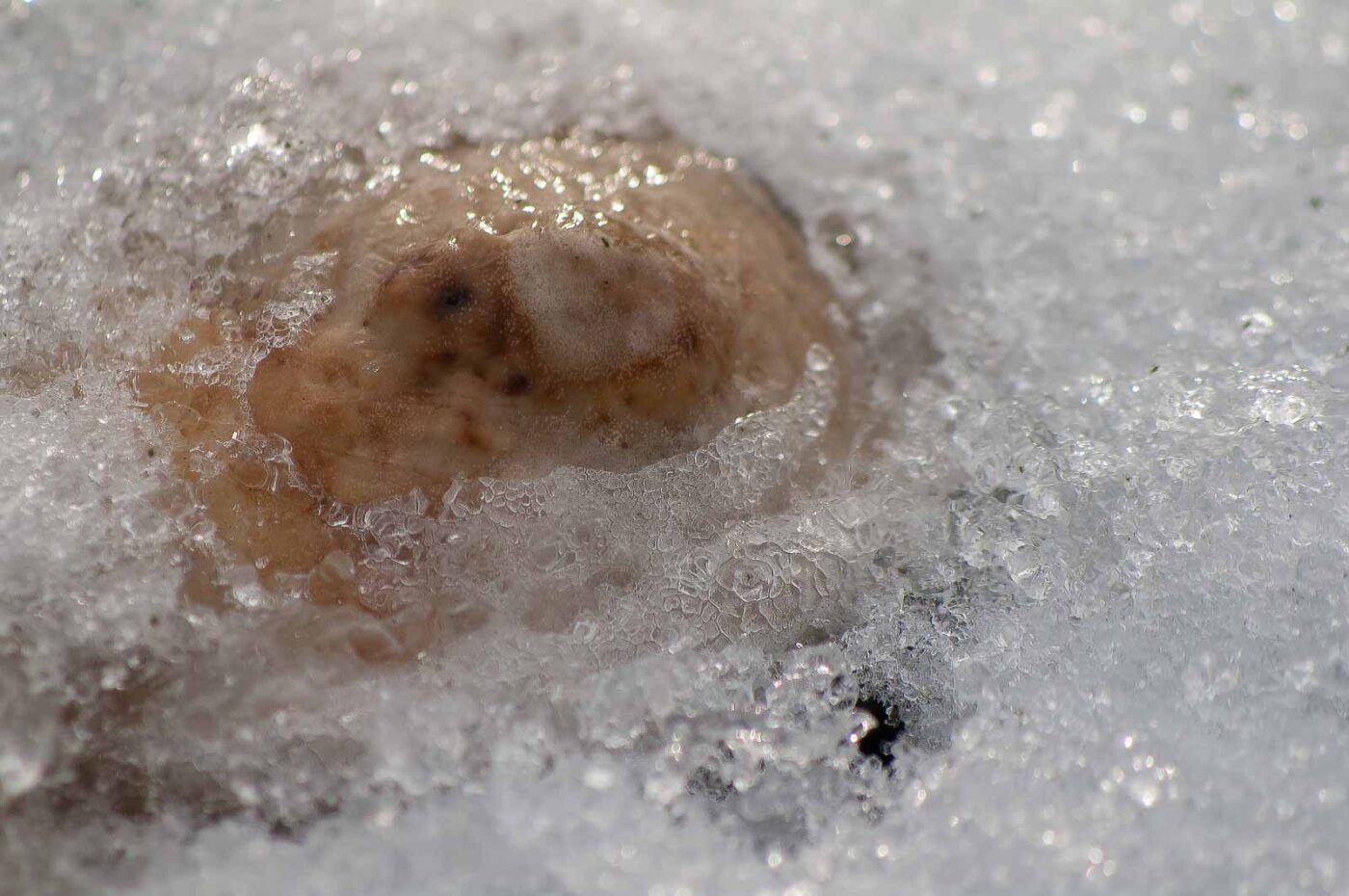 2019-02-04 - NSG Brandheide Recklinghausen