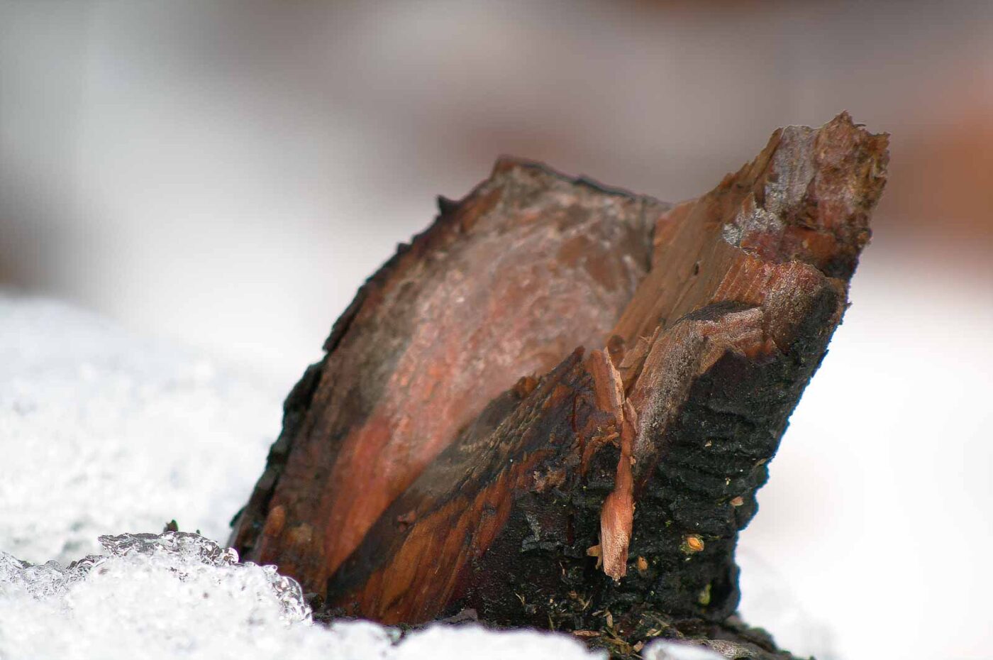 2019-02-04 - NSG Brandheide Recklinghausen