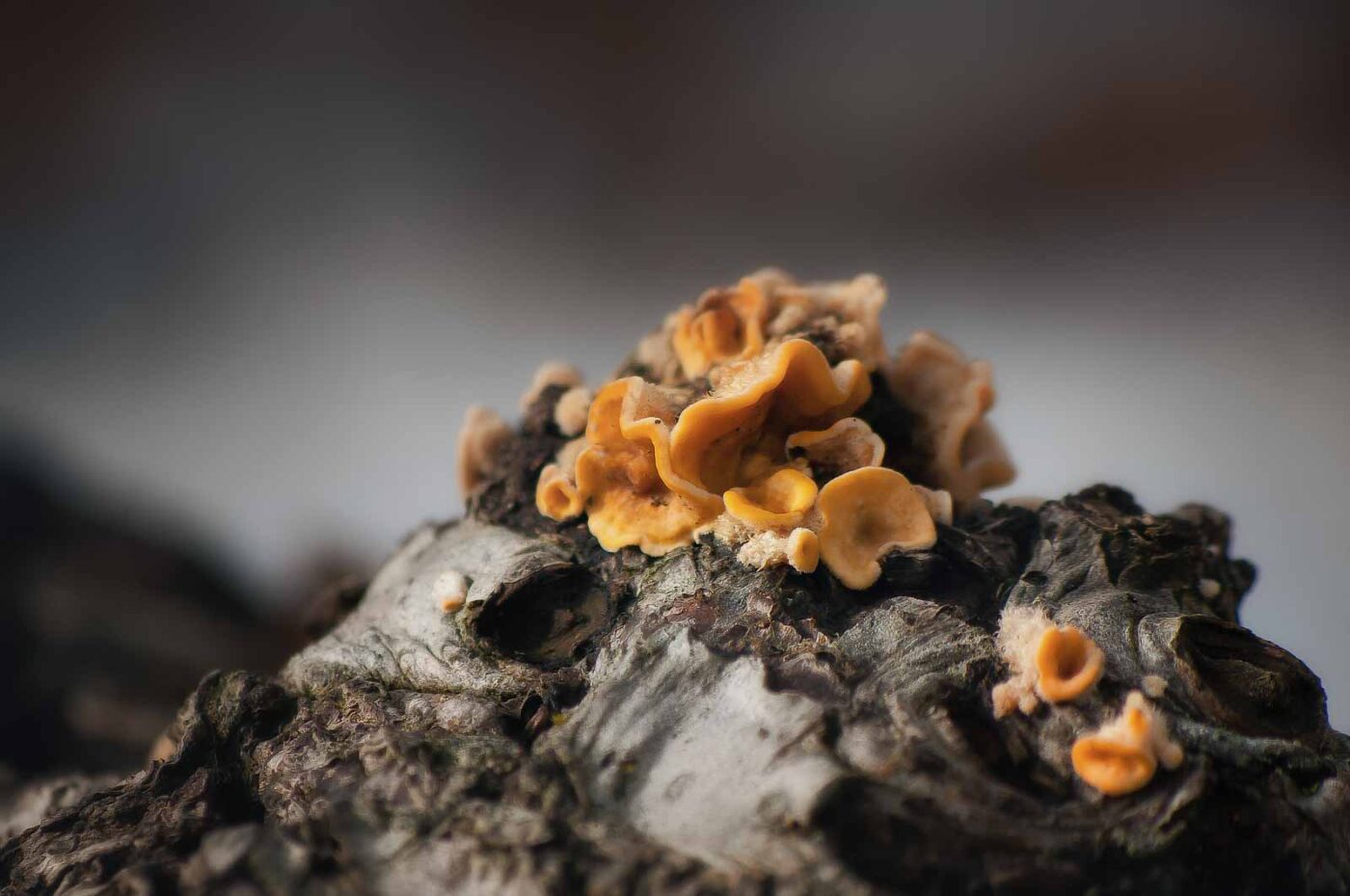 2019-02-04 - NSG Brandheide Recklinghausen