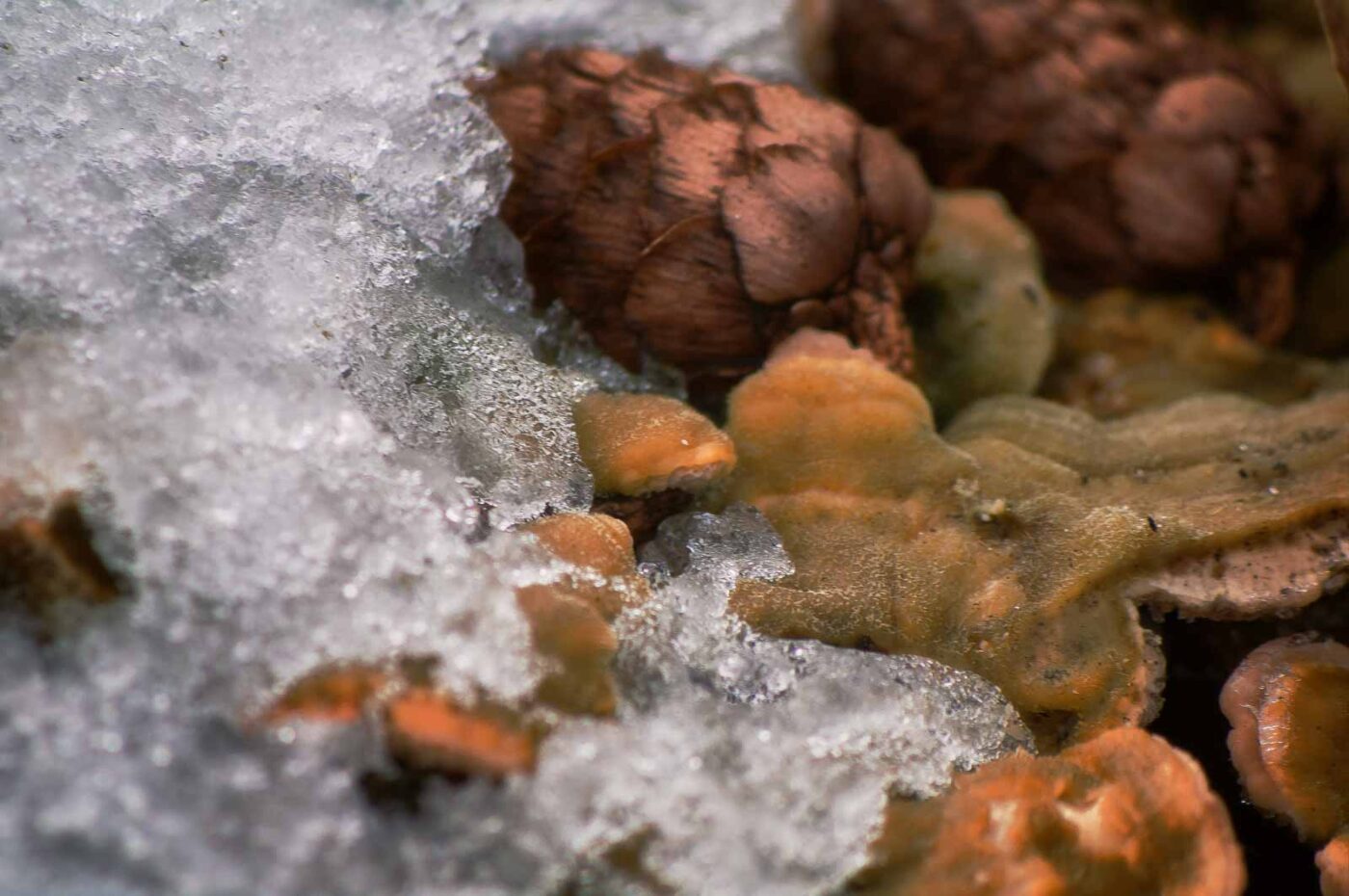 2019-02-04 - NSG Brandheide Recklinghausen