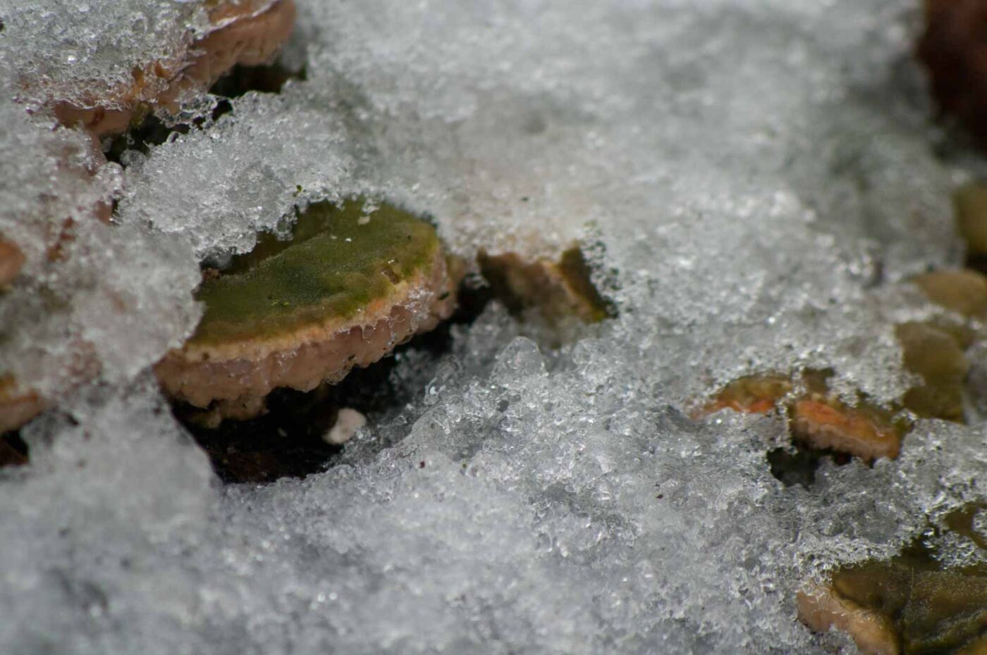 2019-02-04 - NSG Brandheide Recklinghausen