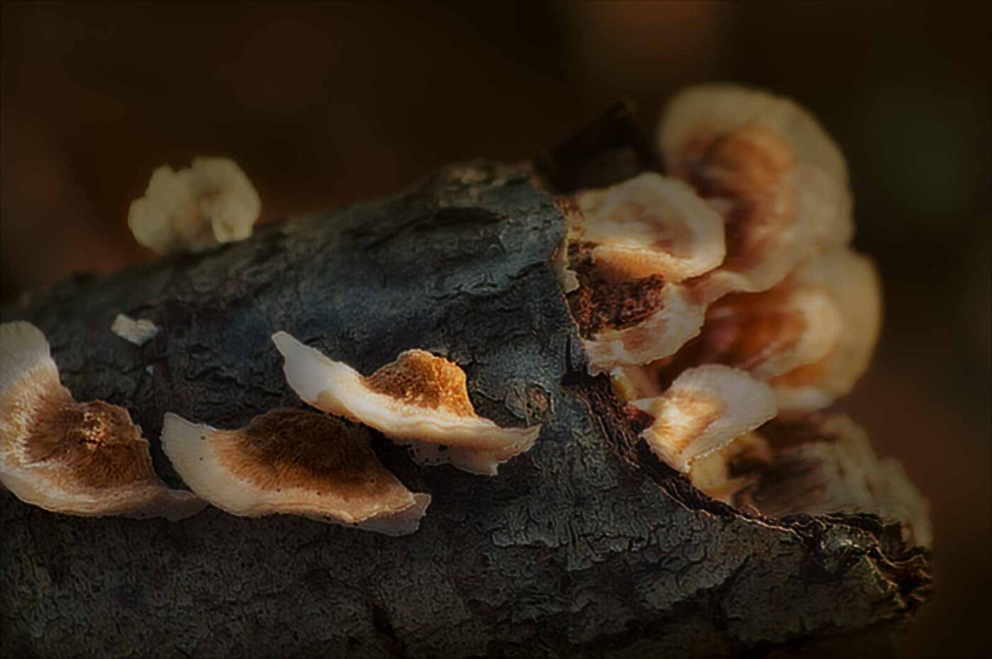 2019-02-04 - NSG Brandheide Recklinghausen