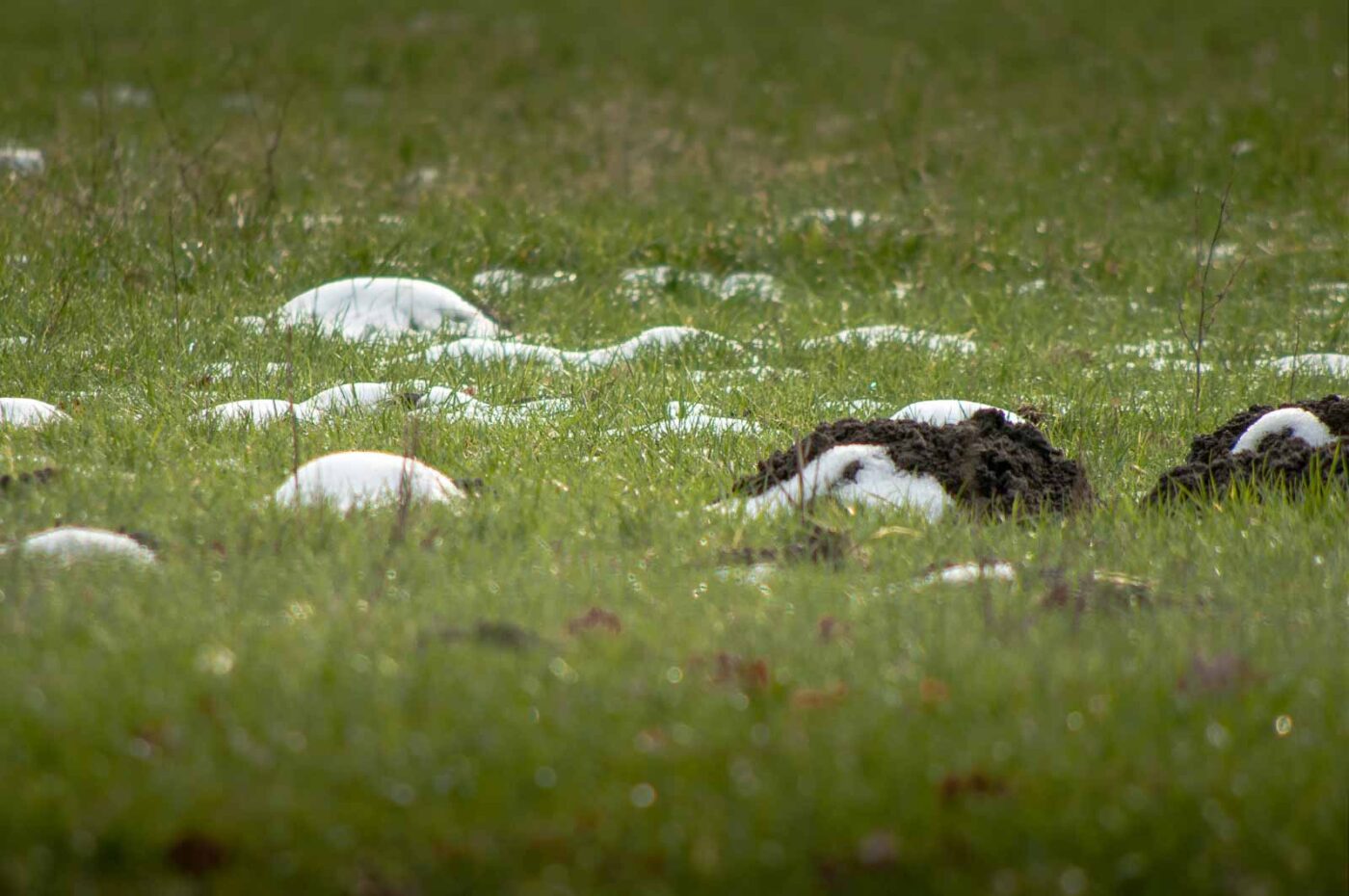 2019-02-04 - NSG Brandheide Recklinghausen