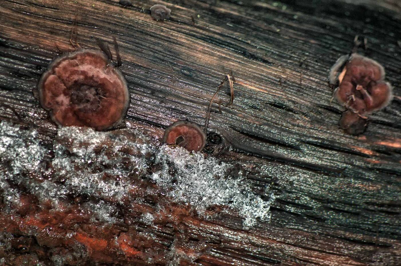 2019-02-04 - NSG Brandheide Recklinghausen