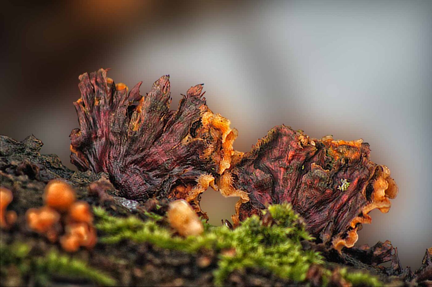 2019-02-04 - NSG Brandheide Recklinghausen