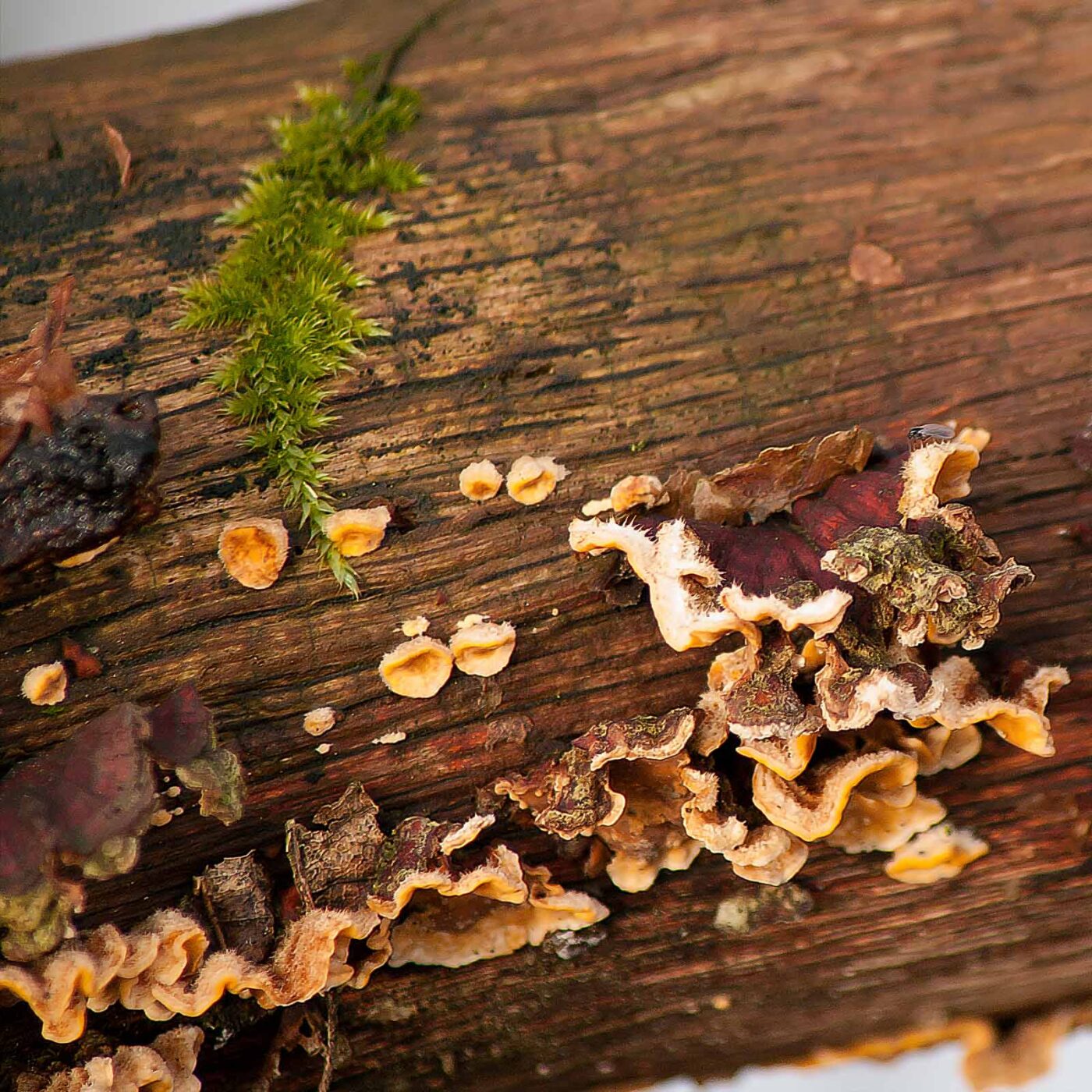 2019-02-04 - NSG Brandheide Recklinghausen