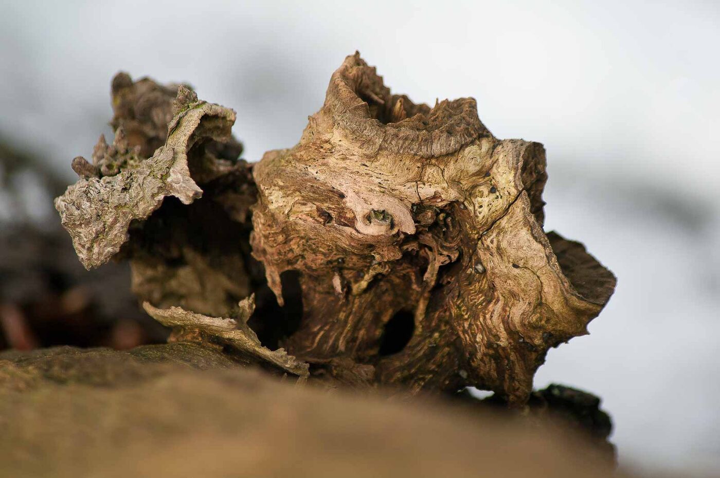 2019-02-04 - NSG Brandheide Recklinghausen