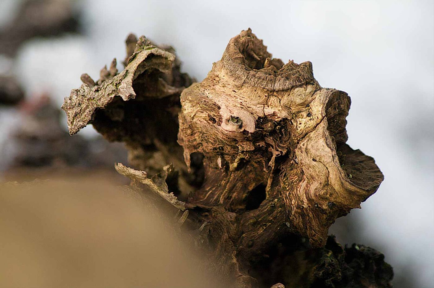 2019-02-04 - NSG Brandheide Recklinghausen