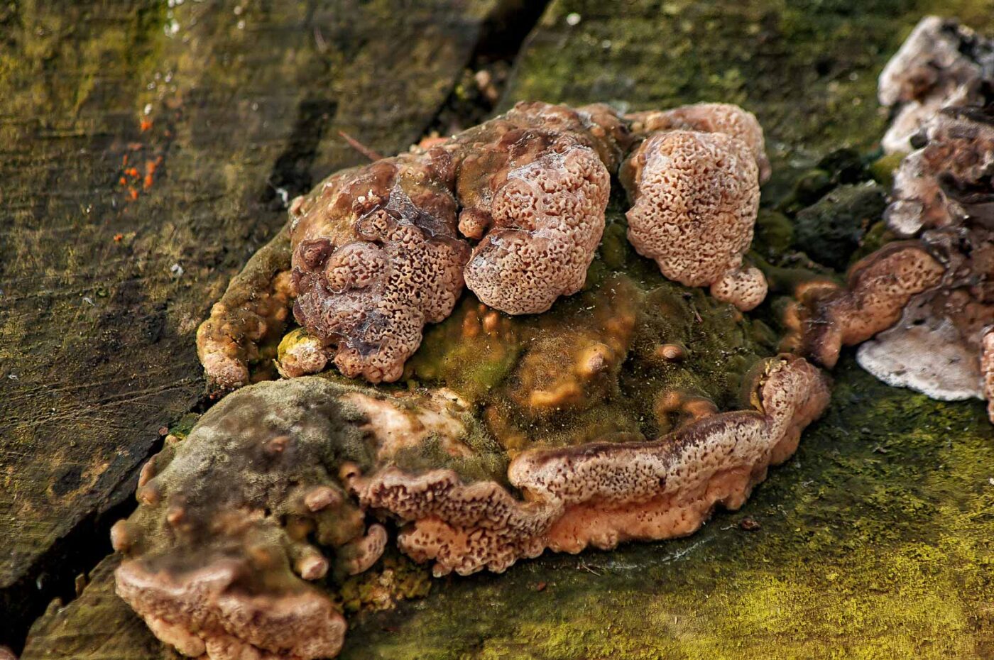 2019-02-04 - NSG Brandheide Recklinghausen