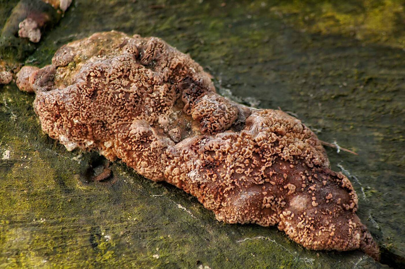 2019-02-04 - NSG Brandheide Recklinghausen