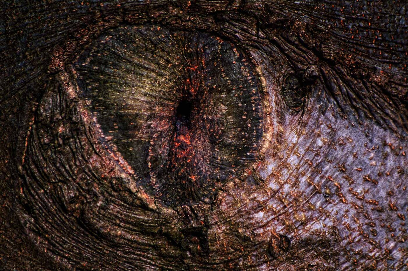 2019-02-04 - NSG Brandheide Recklinghausen