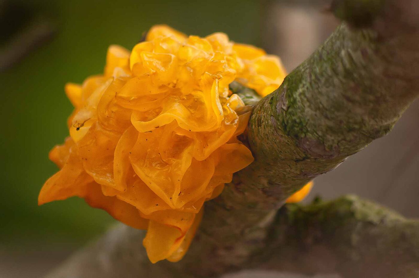 2019-02-04 - NSG Brandheide Recklinghausen