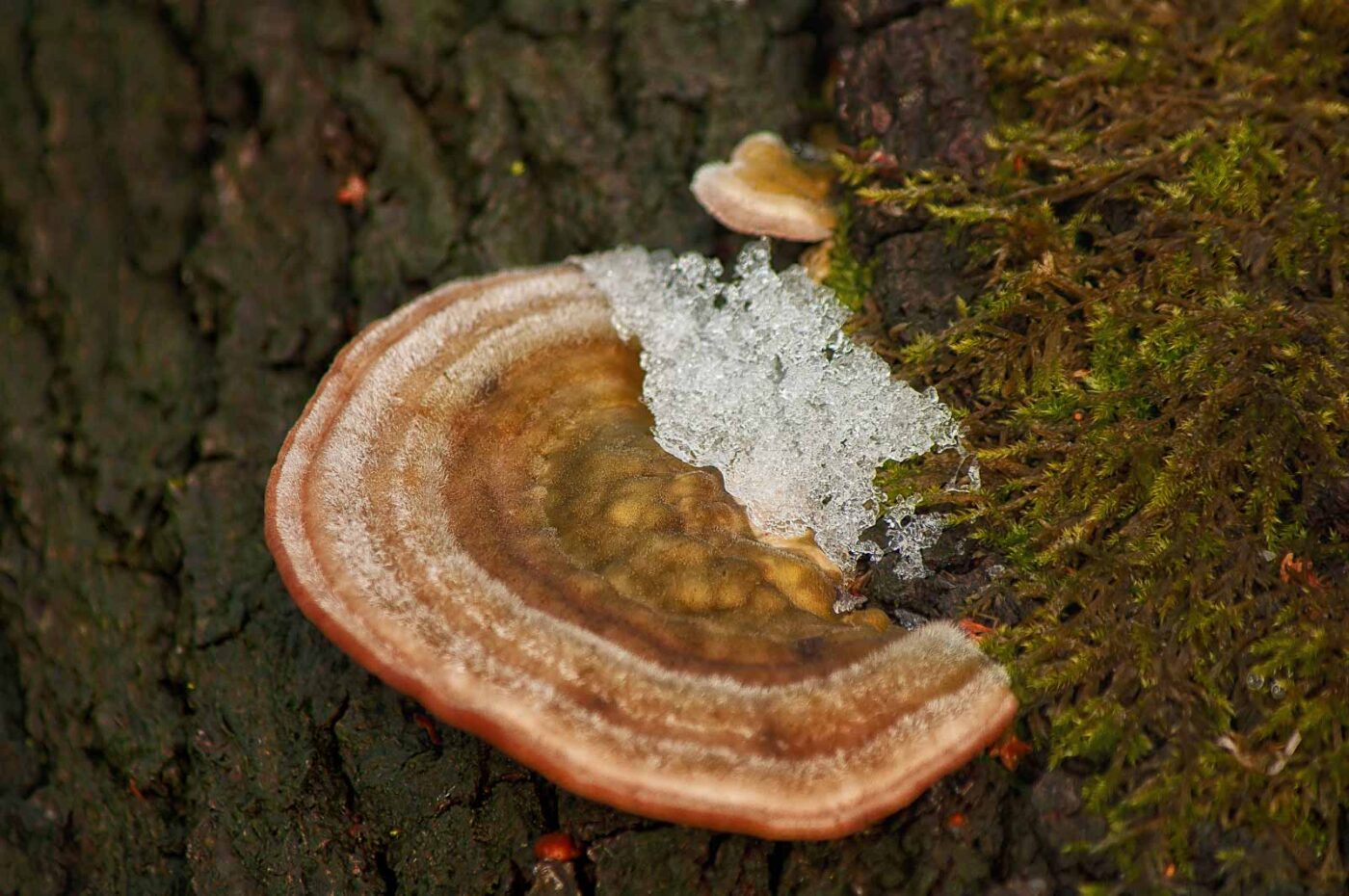 2019-02-04 - NSG Brandheide Recklinghausen