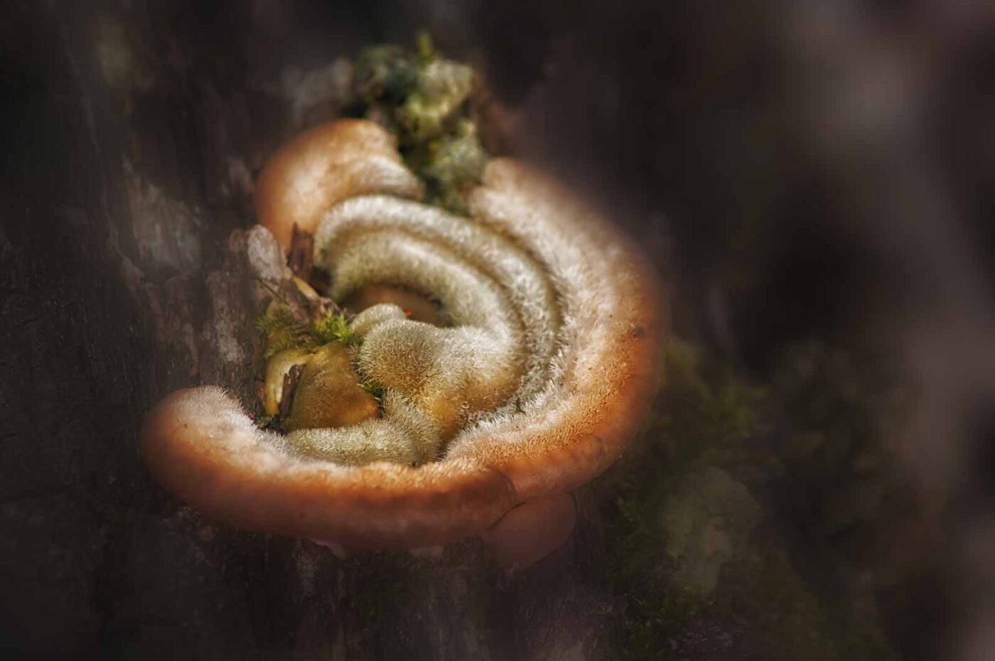 2019-02-04 - NSG Brandheide Recklinghausen