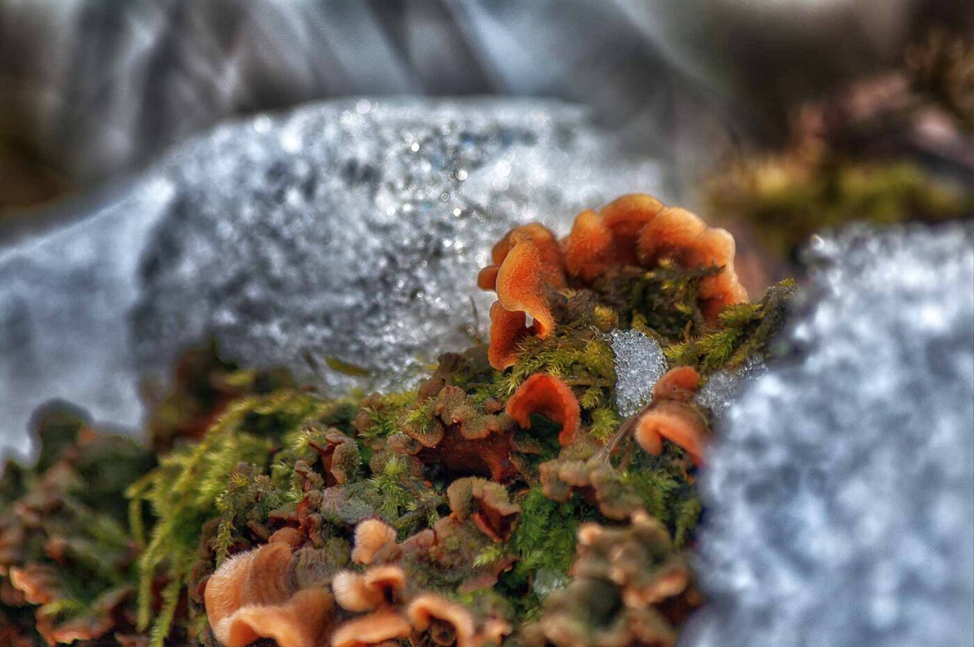 2019-02-04 - NSG Brandheide Recklinghausen