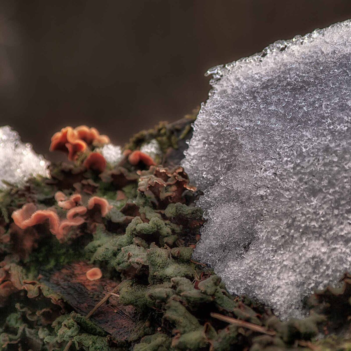 2019-02-04 - NSG Brandheide Recklinghausen