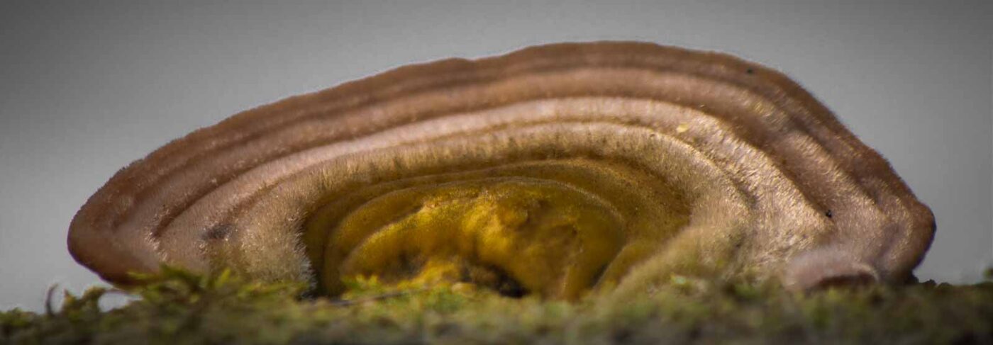 2019-02-04 - NSG Brandheide Recklinghausen