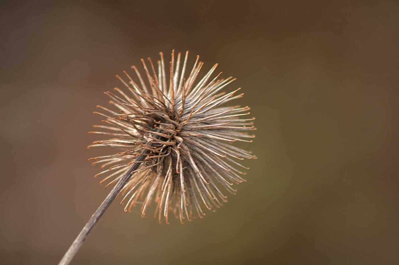 2019-02-04 - NSG Brandheide Recklinghausen