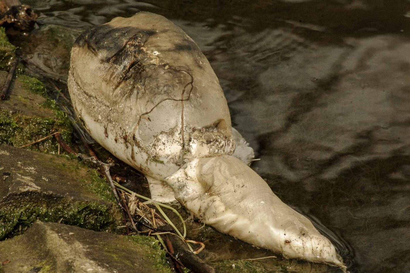 2016-04-03 - Uemminger See Bochum -