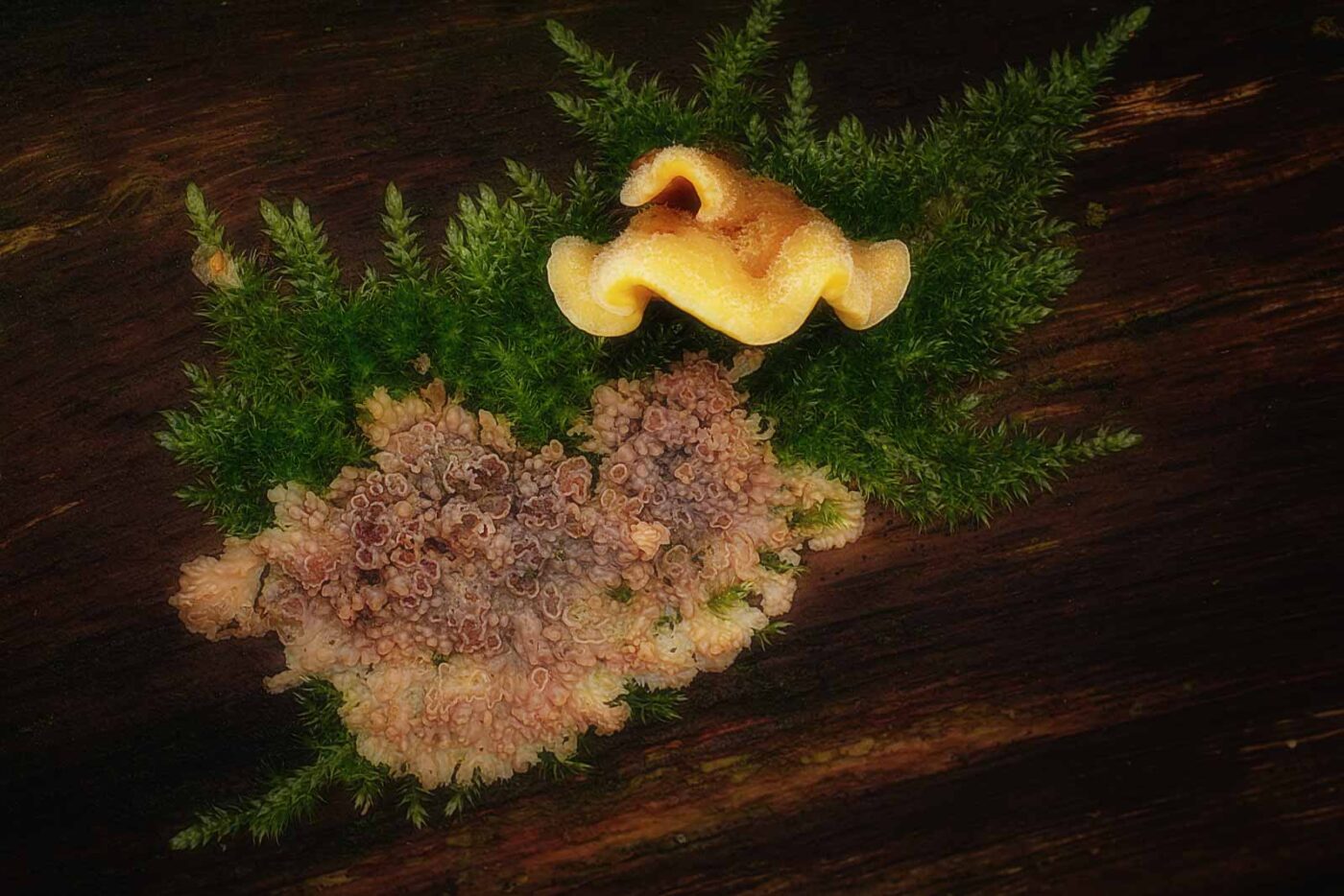 2019-02-06 - NSG Brandheide Recklinghausen