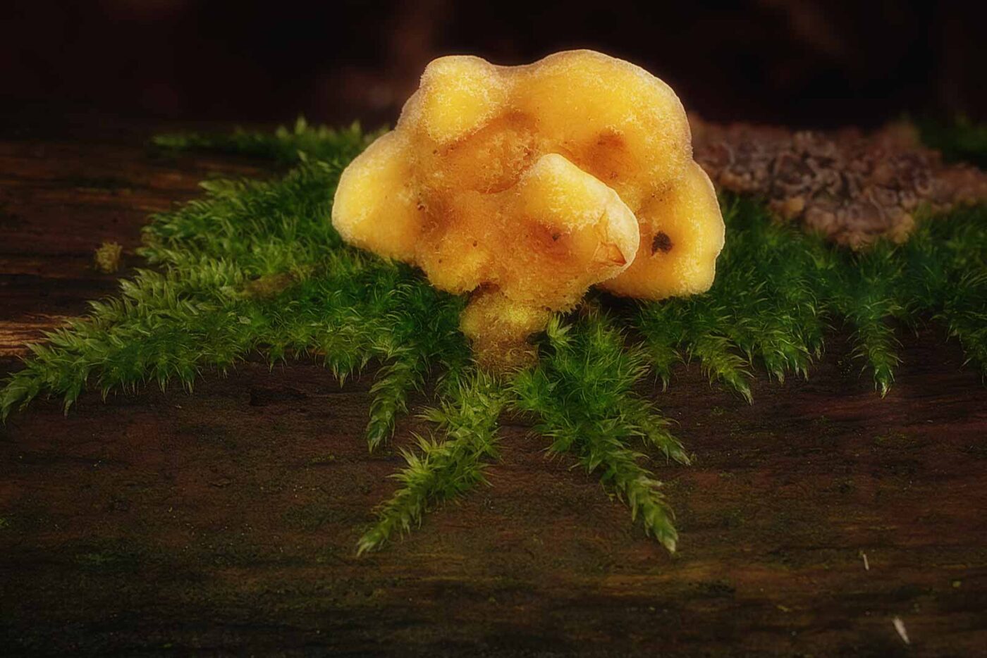 2019-02-06 - NSG Brandheide Recklinghausen