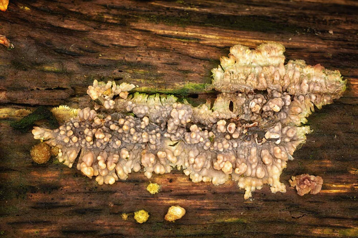 2019-02-06 - NSG Brandheide Recklinghausen