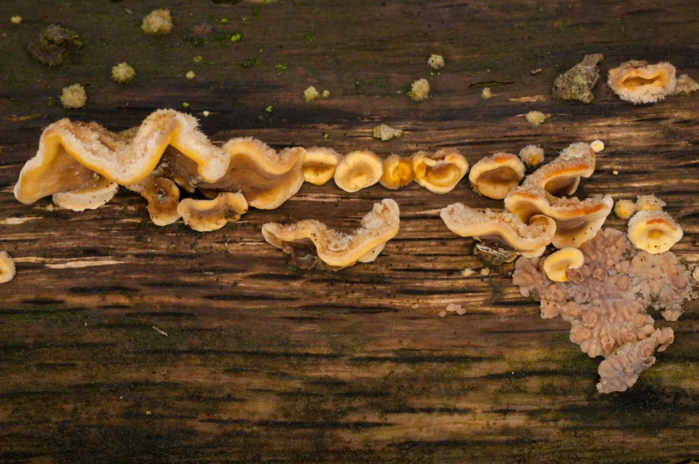 2019-02-06 - NSG Brandheide Recklinghausen