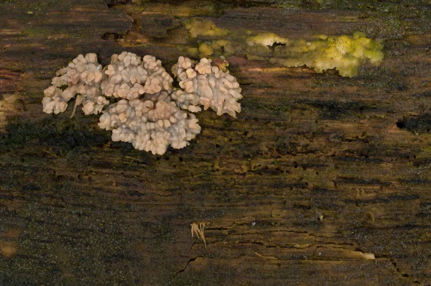 2019-02-06 - NSG Brandheide Recklinghausen