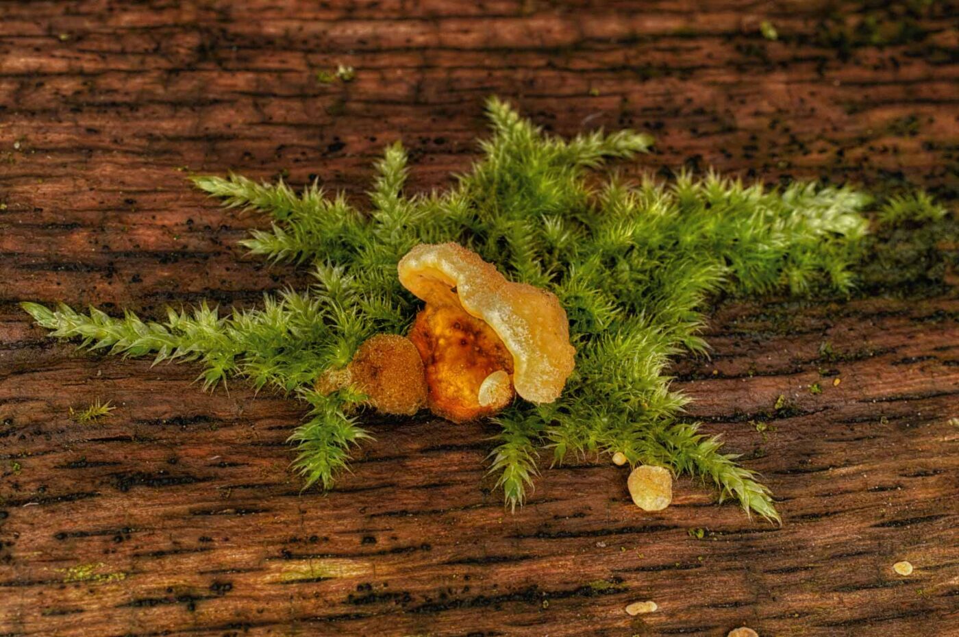 2019-02-06 - NSG Brandheide Recklinghausen