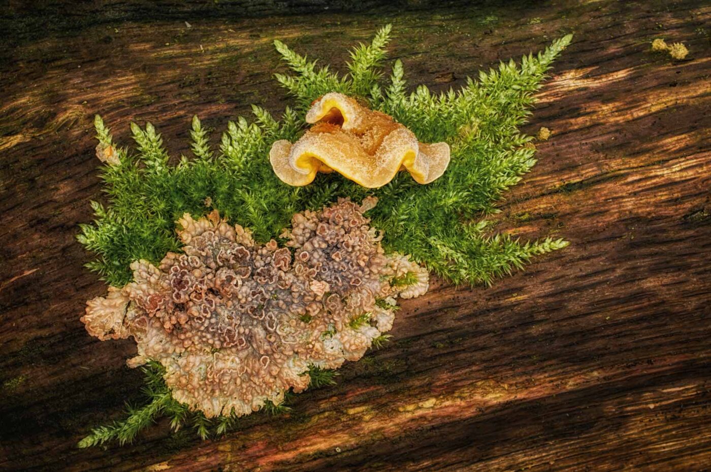 2019-02-06 - NSG Brandheide Recklinghausen