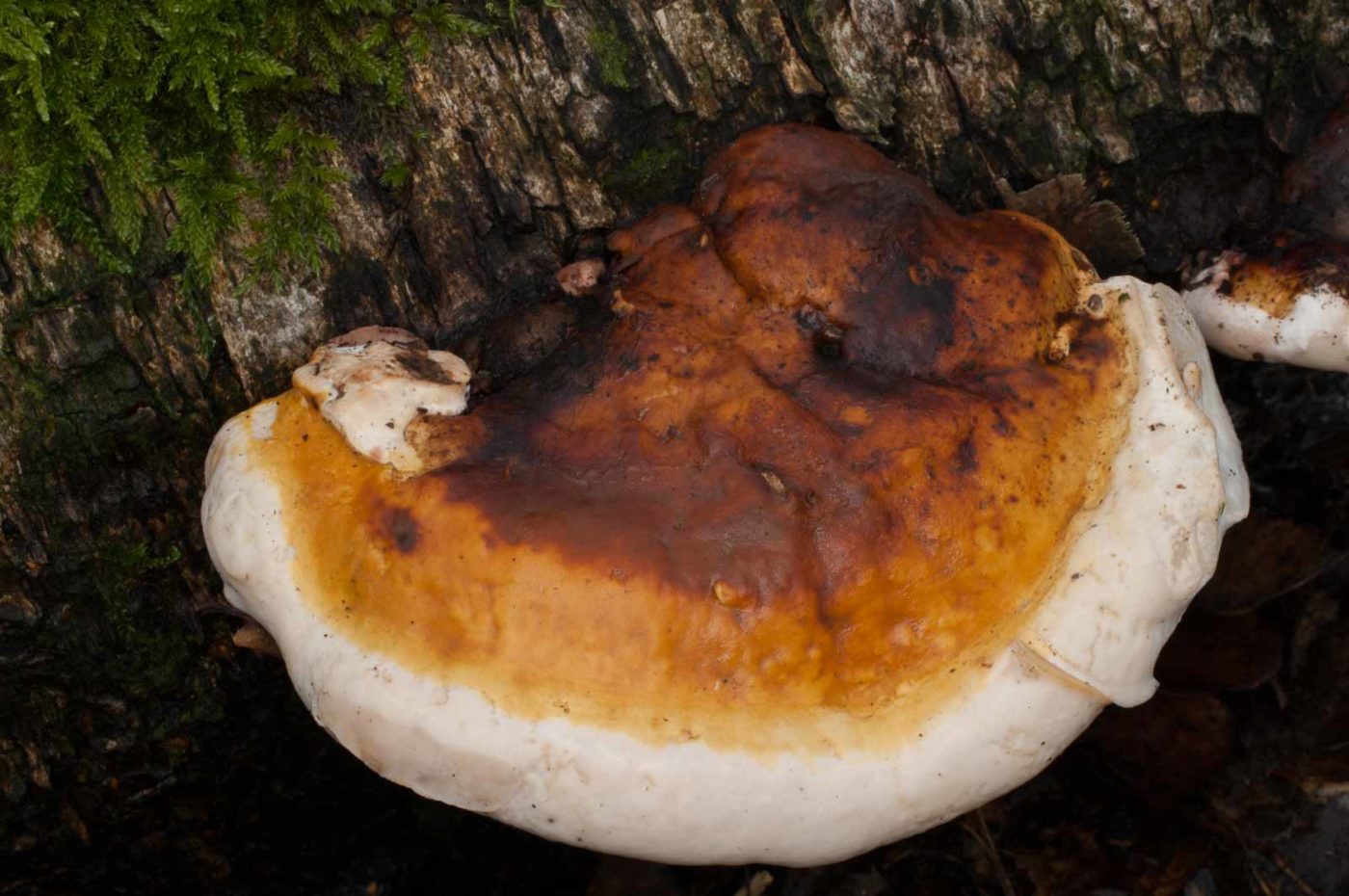 2019-02-06 - NSG Brandheide Recklinghausen